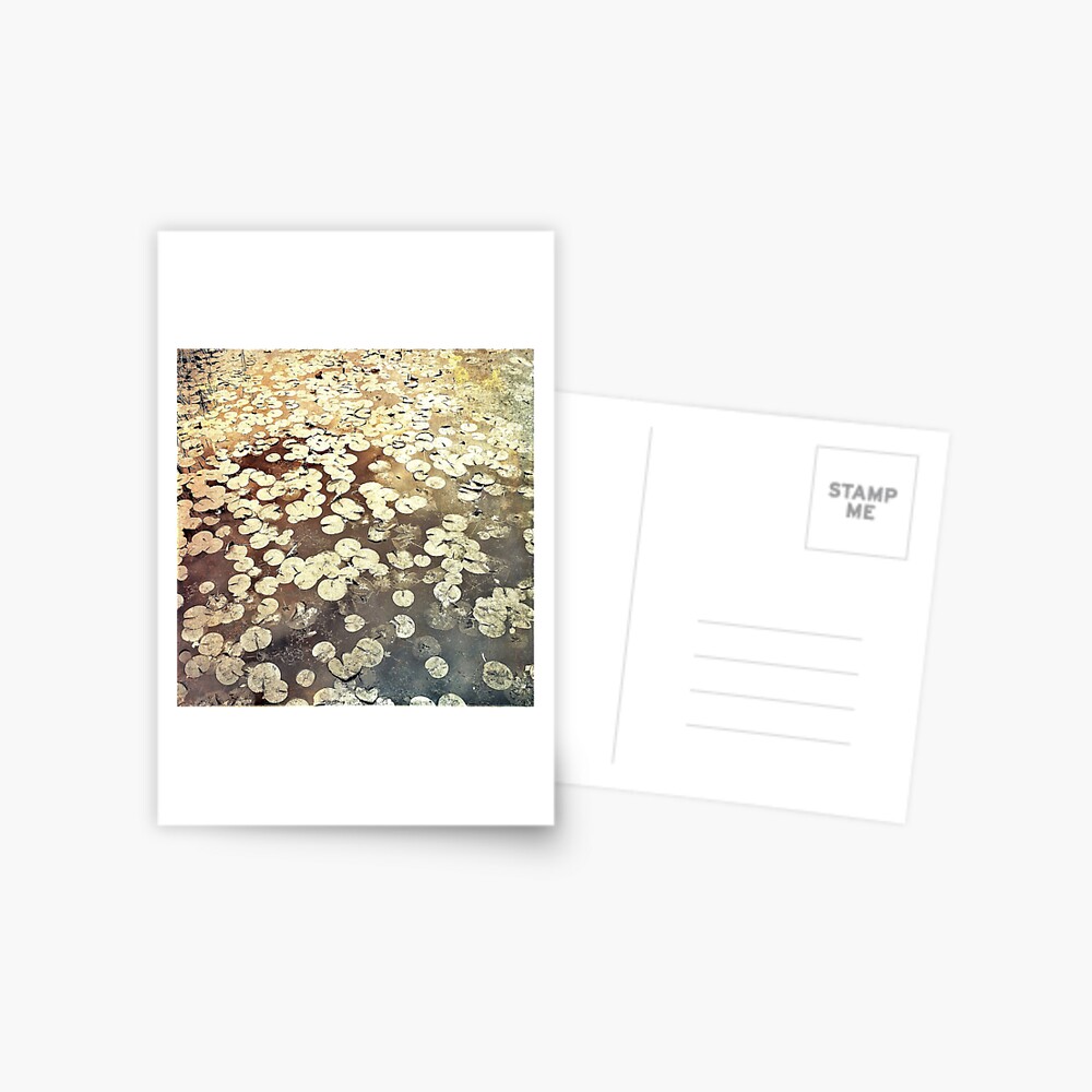 Golden Lily Pads - Art Photography - Nature Decor Postcard
