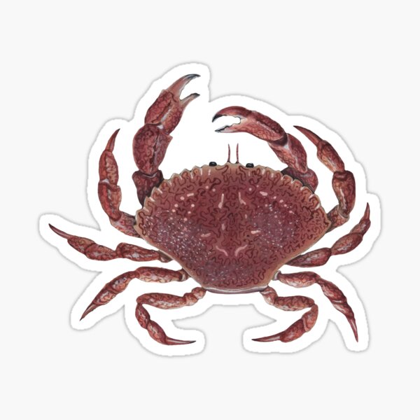 Item preview, Rock Crab designed and sold by JadaFitch.