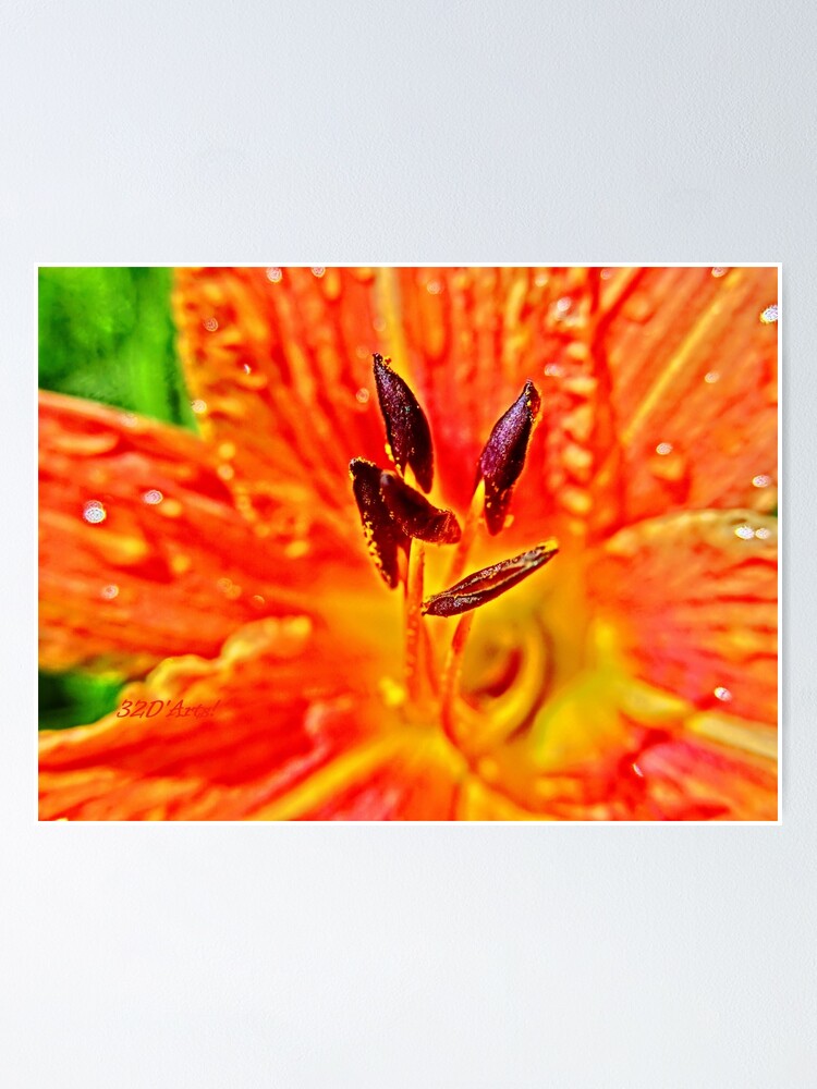 Alternate view of Five Stamen Day Lilly Poster