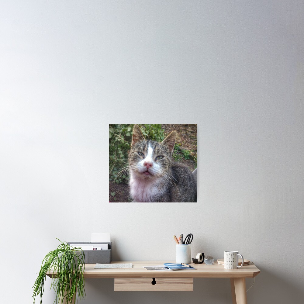 Katze Max Poster