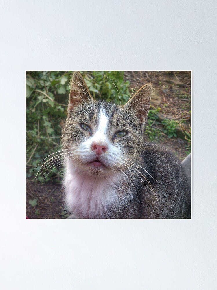 Alternative Ansicht von Katze Max Poster