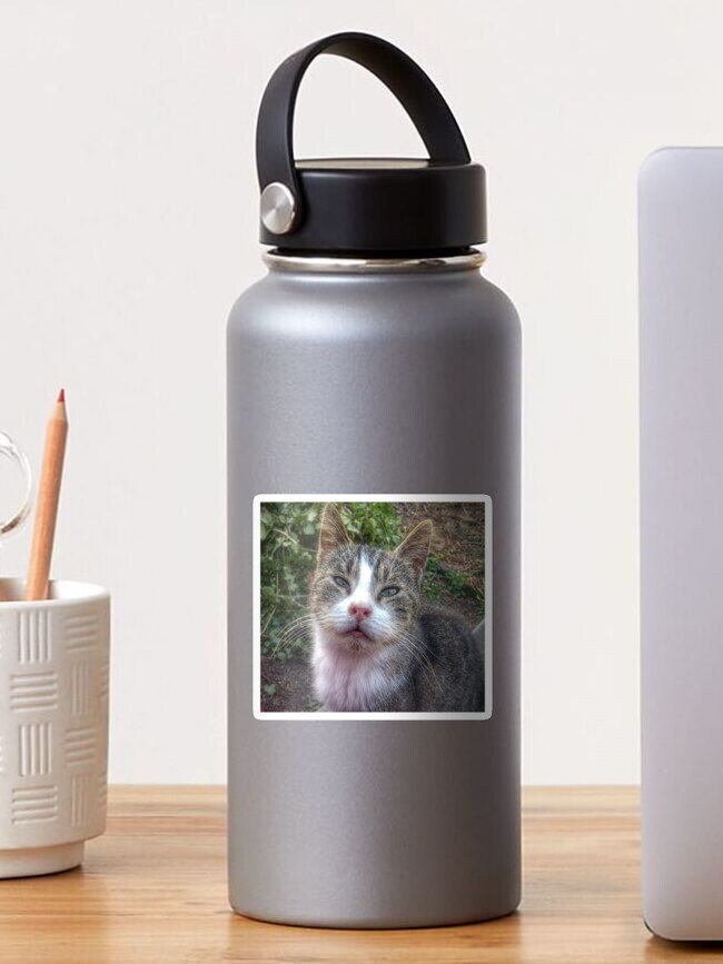 Thumbnail 1 von 3, Sticker, Katze Max designt und verkauft von Gourmetkater.