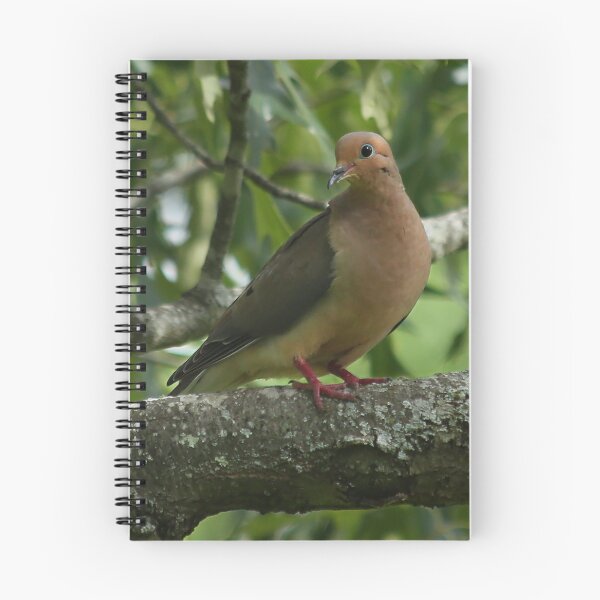 Item preview, Portrait of a Mourning Dove designed and sold by StampCity.