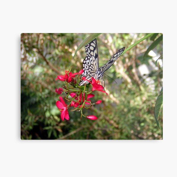 Black and White Butterfly Metal Print