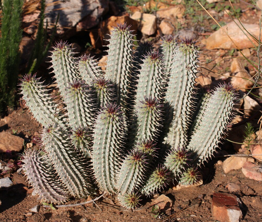 "Hoodia gordonii" by Etwin | Redbubble