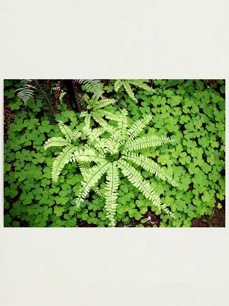 Ferns In Clover Leach Botanical Garden Photographic Print By