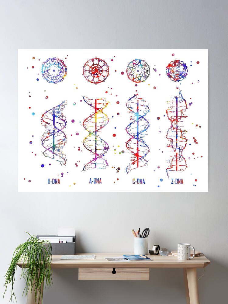 A-B-C-Z DNA, DNA molecule, watercolor dna, dna, molecule