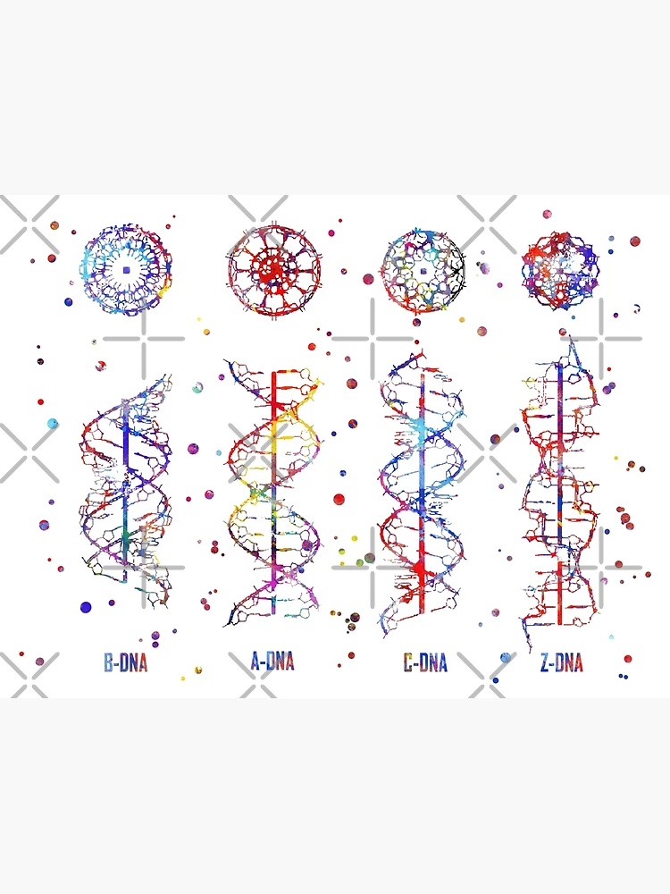 A-B-C-Z DNA, DNA molecule, watercolor dna, dna, molecule