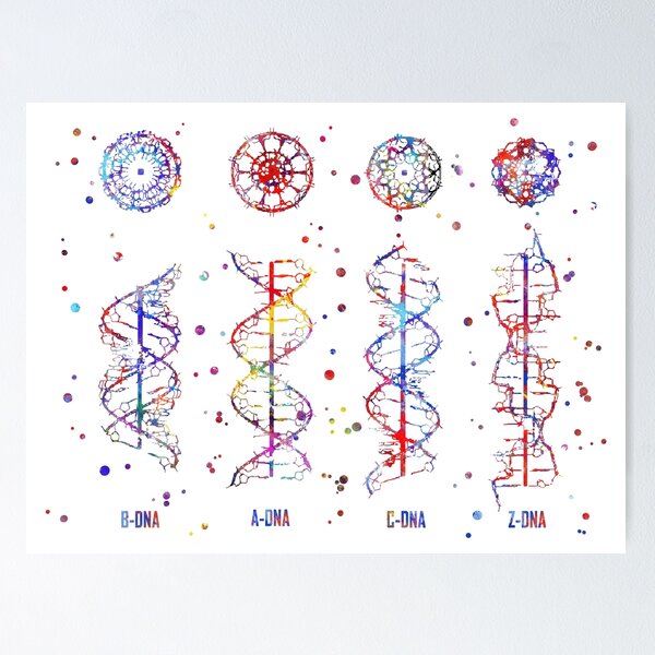 Item preview, A-B-C-Z DNA, DNA molecule, watercolor dna, dna, molecule designed and sold by Rosaliartbook.