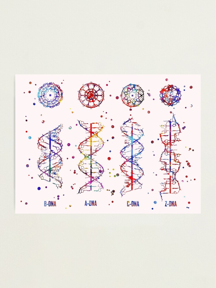 A-B-C-Z DNA, DNA molecule, watercolor dna, dna, molecule