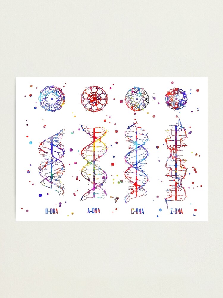 A-B-C-Z DNA, DNA molecule, watercolor dna, dna, molecule