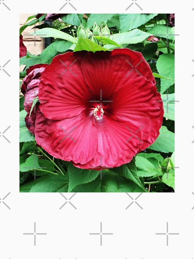 Hibiscus High - Tropical Flower Art Photo by OneDayOneImage - Gift for Gardener - Flower Lover by OneDayArt