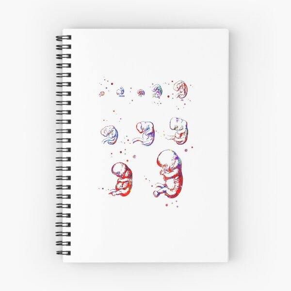 Item preview, Human embryo growing stages designed and sold by Rosaliartbook.