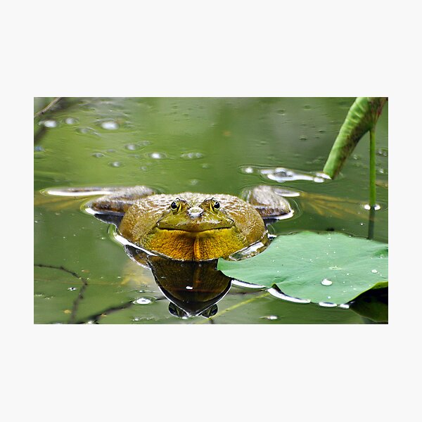 Staring Contest Photographic Print
