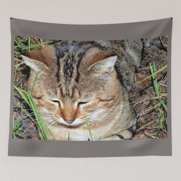 Item preview, Content tabby designed and sold by B. Randi Bailey.