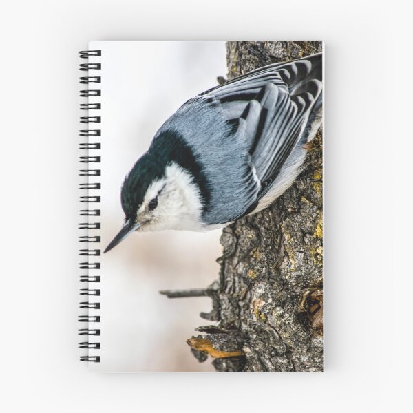Item preview, White Breasted Nuthatch. designed and sold by CanadianWild418.