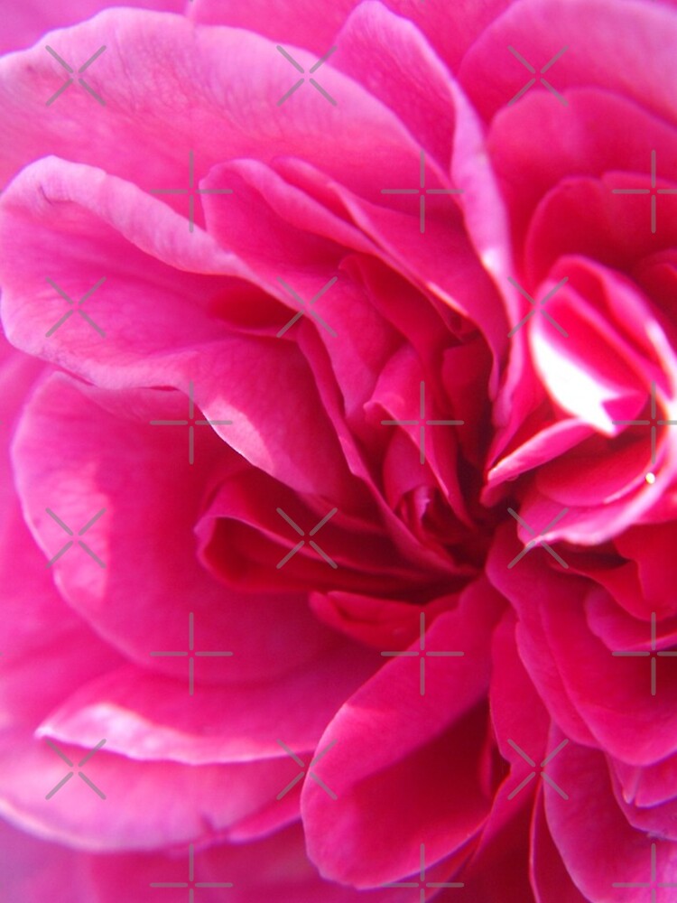 Thumbnail 4 of 4, iPhone Case, Rose Blush designed and sold by RJBPhotoDesign.