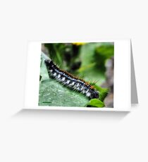 A Wee Woolie Greeting Card