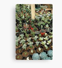 cactus Canvas Print