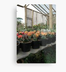 cactus Metal Print