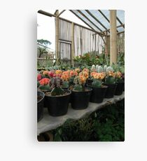 cactus Canvas Print