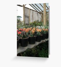 cactus Greeting Card