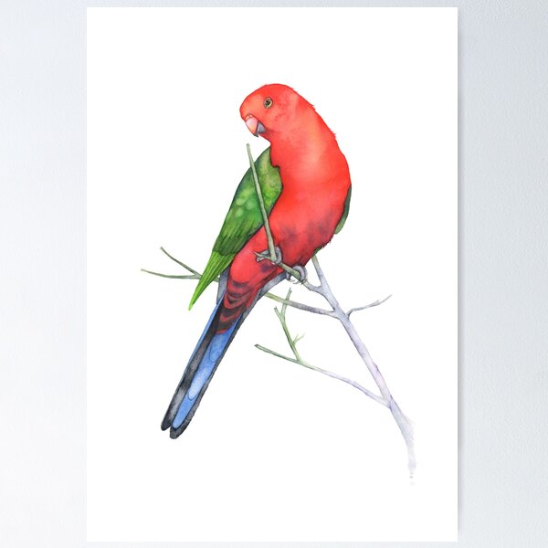 Australian King Parrot Poster