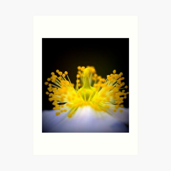anemone mine Art Print