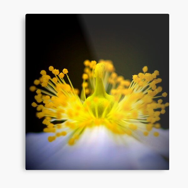 anemone mine Metal Print