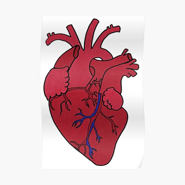Anatomical Heart Poster