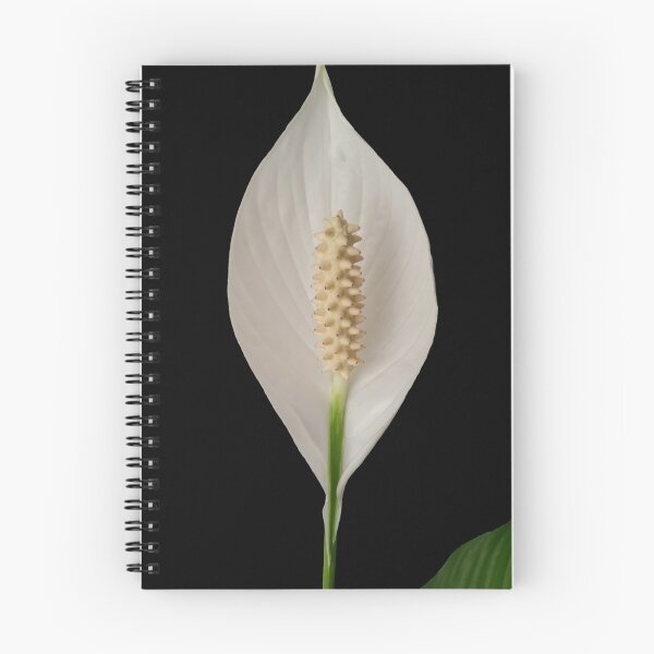 Item preview, opened white bud designed and sold by feiermar.