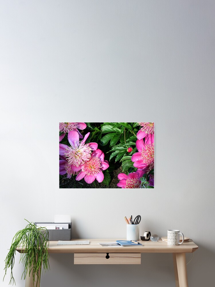 Thumbnail 2 of 3, Poster, Pink Peonies designed and sold by MsTique.