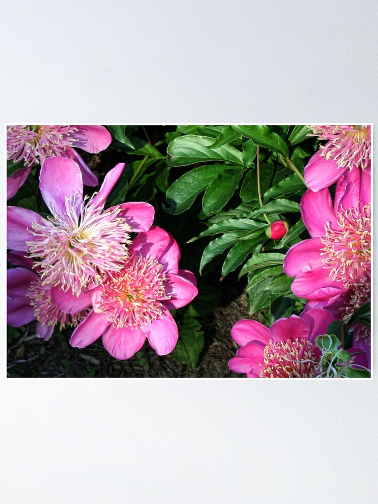 Thumbnail 1 of 3, Poster, Pink Peonies designed and sold by MsTique.