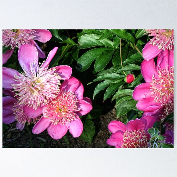 Item preview, Pink Peonies designed and sold by Claude Johnson.