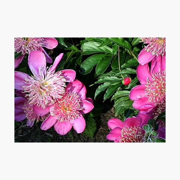 Artikelvorschau, Pink Peonies entworfen und verkauft von Claude Johnson.
