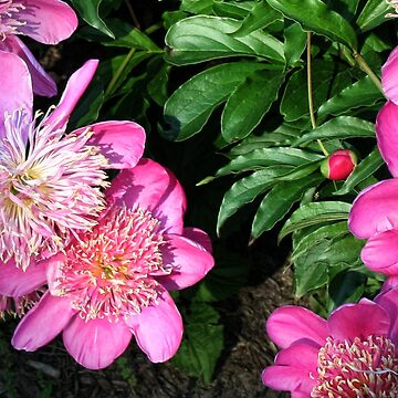 Artwork thumbnail, Pink Peonies by Claude Johnson