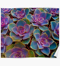 Purple Blue Green Succulent Cactus Plant Poster