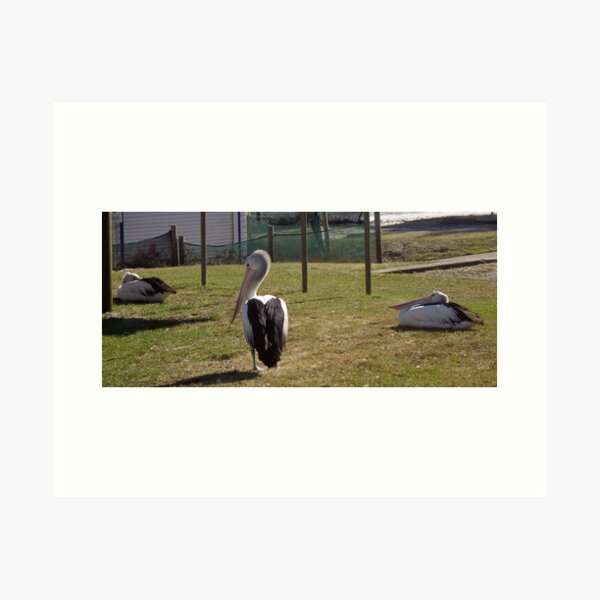 Item preview, Pelicans sunning themselves designed and sold by AlexKokas.