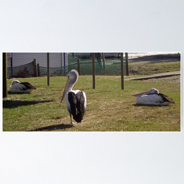 Item preview, Pelicans sunning themselves designed and sold by AlexKokas.