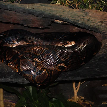 Aperçu de l'œuvre Reticulated Python de Sandra Chung