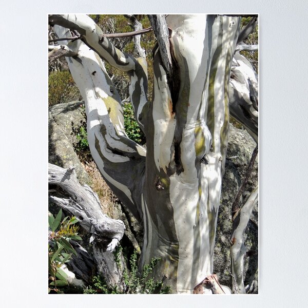 Item preview, Snow Gum at Charlotte Pass, Snowy Mountains, New South Wales, Australia. designed and sold by kaysharp.