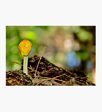 Yellow Cap Photographic Print