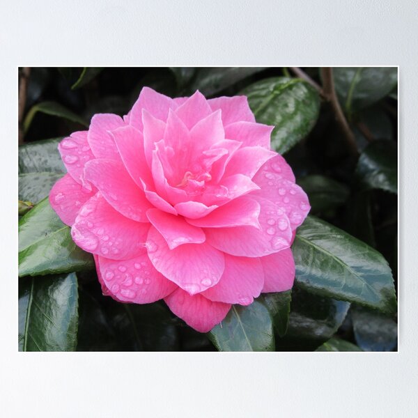 Item preview, Camellia With Raindrops designed and sold by lezvee.