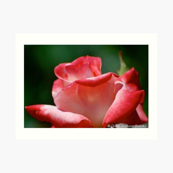 The Rose Art Print