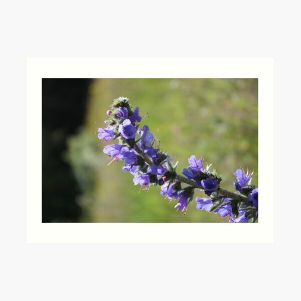 Blueweed Art Print