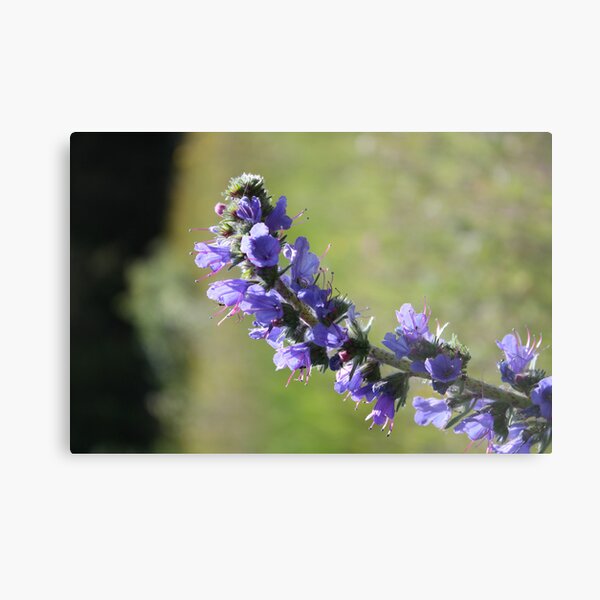 Blueweed Metal Print