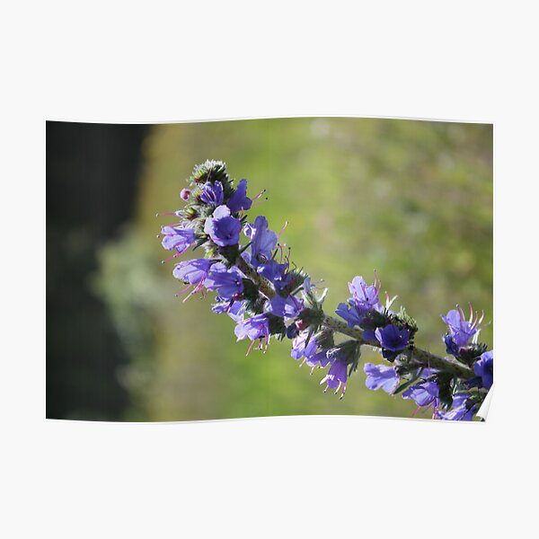 Blueweed Poster