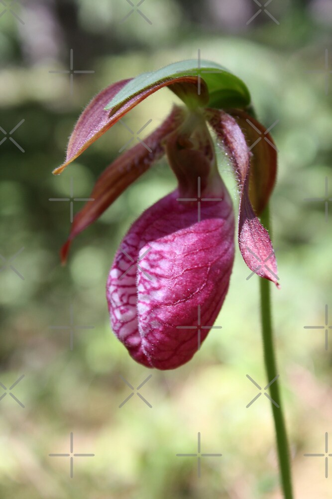 "Moccasin Flower" by Alyce Taylor Redbubble