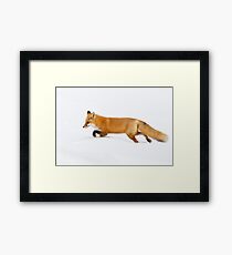 Red Fox hunting in snow Framed Print