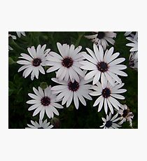 Six Pack of Daisies Photographic Print